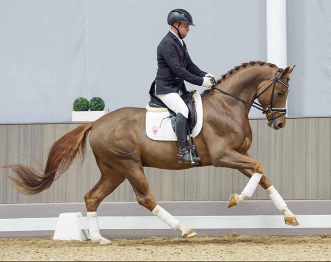 Viva La Vida (by Viva Gold x Rosengold) in the 2024 Westfalian Spring Auction :: Photos © Guido Recki