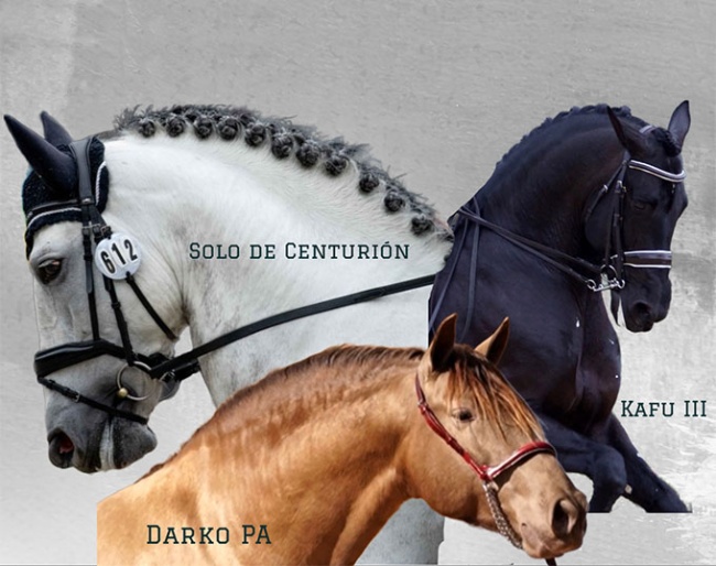 Top PRE Stallions from the Centro de Reproducción Equina Pepe Antón now available in Holland