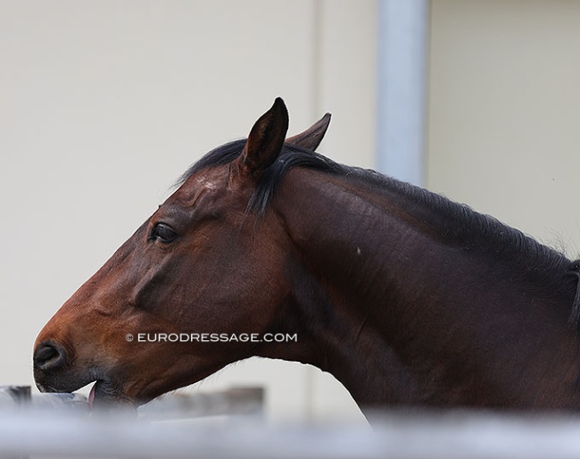 Horse crib-biting :: Photo © Astrid Appels