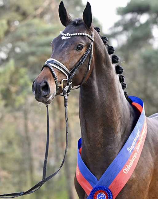champion stallion Zarenstern by Zuperman – San Amour :: Photo © Beelitz