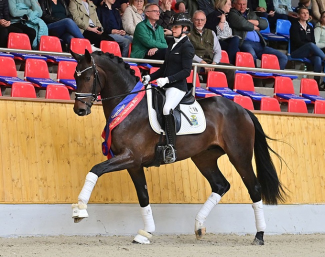 Zarenstern, champion of the 2025 Oldenburg Saddle Licensing and price highlight of the auction