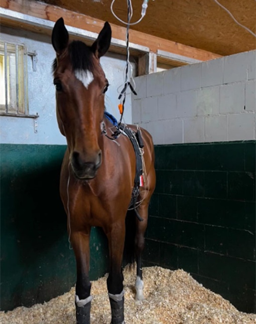 Fabuleuse Surprise at the equin clinic in Telgte :: Photo © Anna Timm
