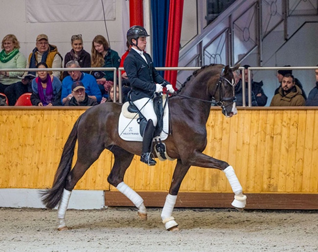 Bronzite at the Helgstrand/Schockemöhle stallion show in Vechta