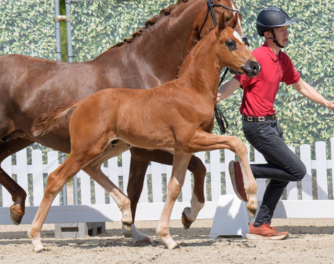 Vitavito Gold (by Va Bene x Sir Donnerhall) :: Photos © Reckimedia
