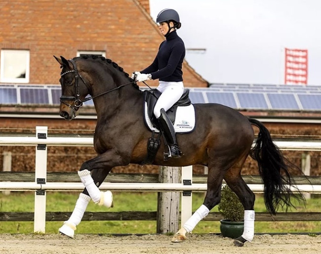 Friederike Kampmeyer and Taurus in 2022 :: Photo © Equigeniek