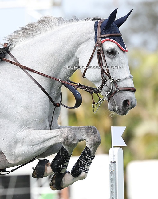 A show jumper at the 2025 CSI Wellington :: Photo © Astrid Appels