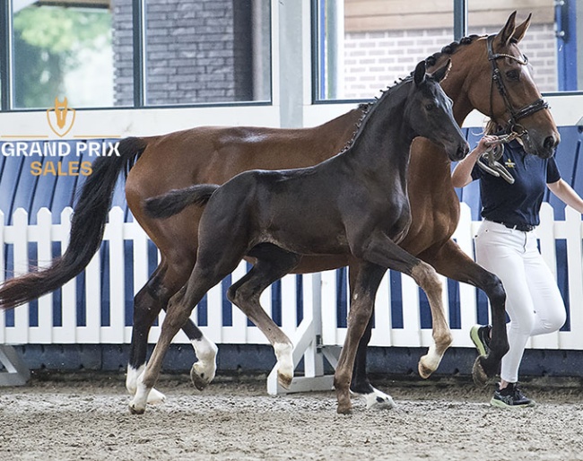 Vainqueur: colt by Dream Boy x De Niro