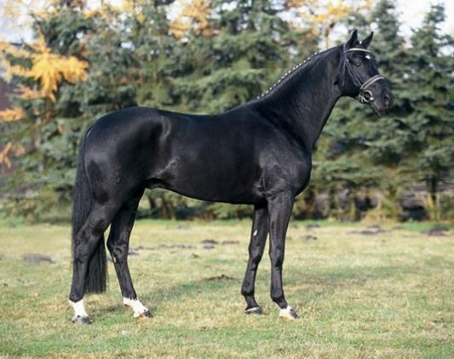 Dauphin at Aileron stables in Canada