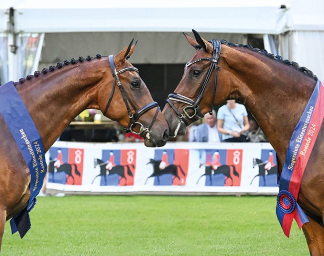 The 2024 Oldenburg elite mare champions in show jumping and dressage (First Vaiana) :: Photo © OLD ART
