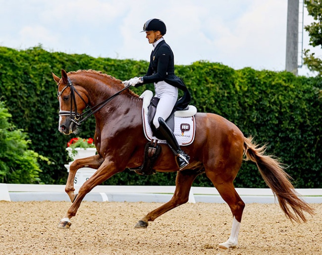 Bettina Kendlbacher on Broadmoars Don Alfredo at the 2025 CDI Achleiten :: Photo © CDI Achleiten