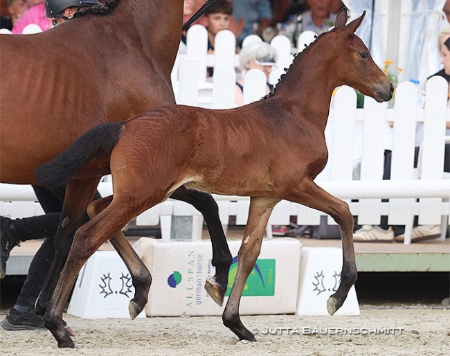 Diamond Dream (by Grafenstolz x Dragon Pulse xx) :: Photo © Jutta Bauernschmitt