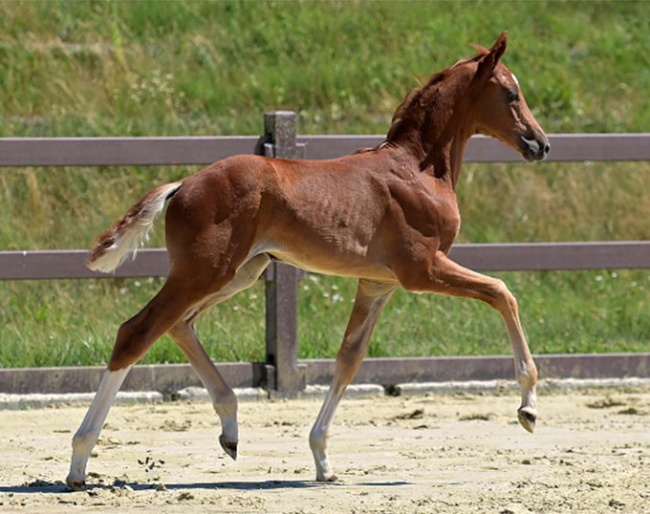 Daisy Deluxe (by De Sandro x Vivino) :: Photo © Hannoveraner Verband