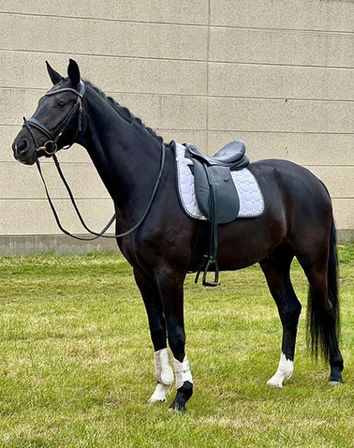 Bacopa (by Bon Coeur x Foundation x Don Juan De Hus)