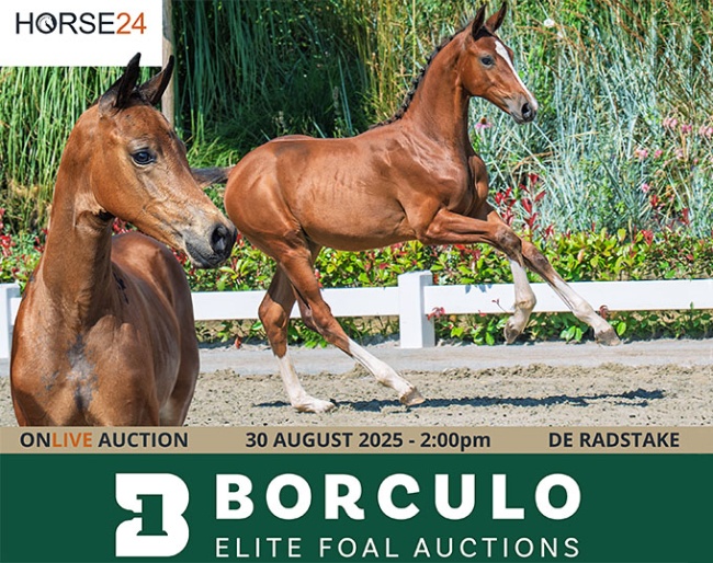 2025 Borculo Foal Auction