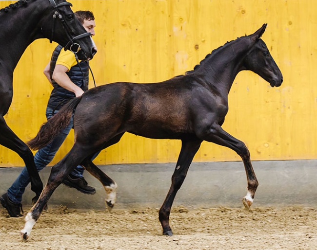 True Prince (by True Hope PS x Don Frederico)