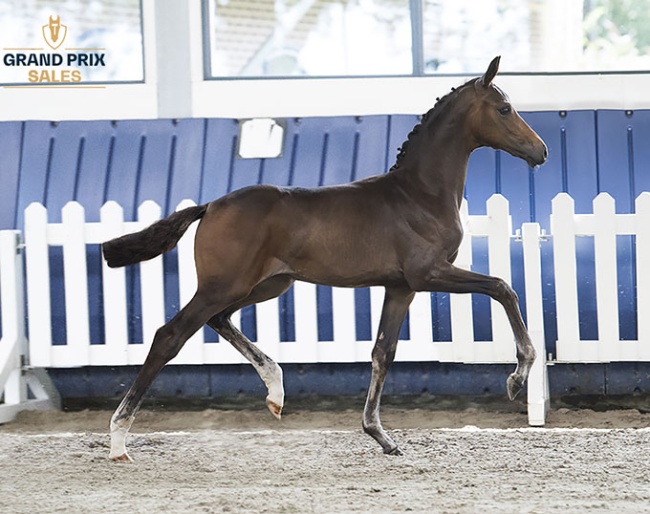 Silberaster K  (Viva Gold x De Niro) filly