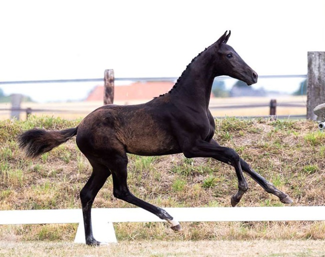 Colt Carat Noir from 't Huka (by Secret Lover x Jameson x Sandro Hit)