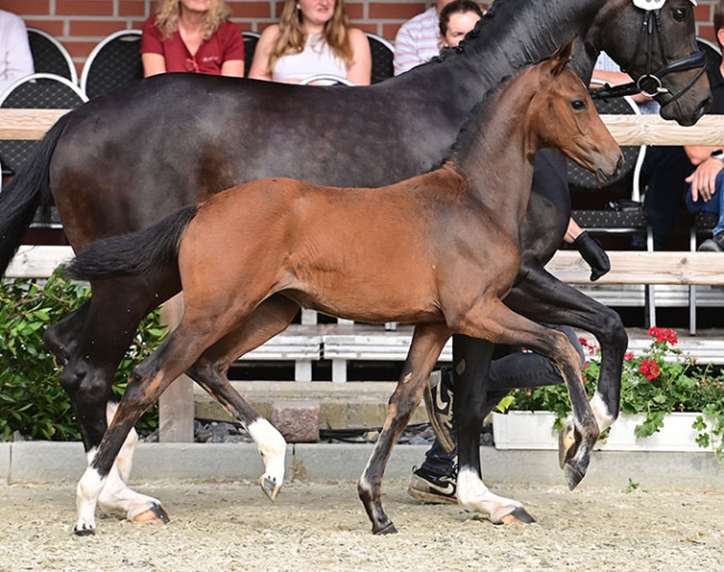 Versailles B (by Veneno x Fidertanz) :: Photo © OLD Art