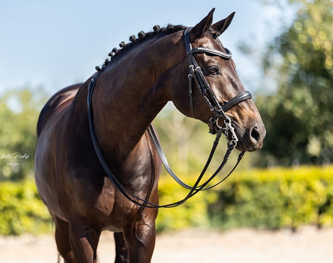 Knappet (by De Niro x Westpoint)