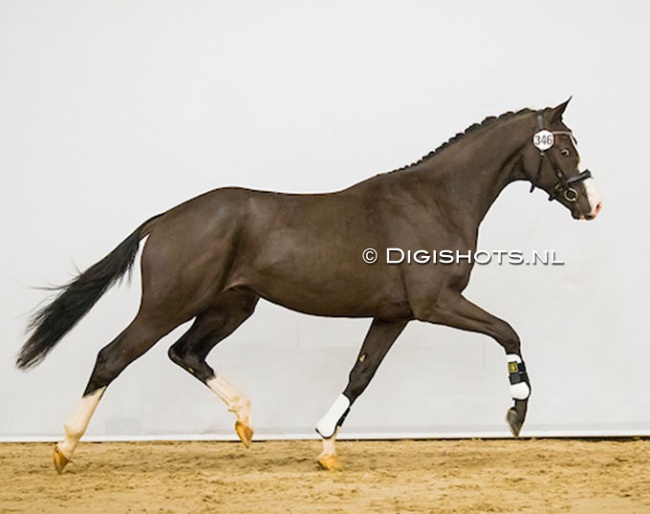 Mr Desperado CVT, aka Malaga, at the pre-selection for the 2020 KWPN Stallion Licensing :: Photo © Digishots
