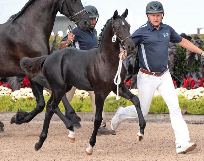 Valentine ISF, by Kaiman x Tjalbert  460 :: Photo © Pam Coath