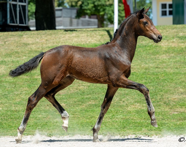 Jux & Tollerei (by Va Bene – Romeo), bronze medallist at Pattendorf with scores up to 9.7.