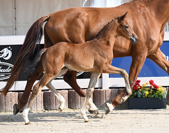  Furstin Vitalia (by Furst Zonik PS x Vitalis :: Photos © Hubert Fischer