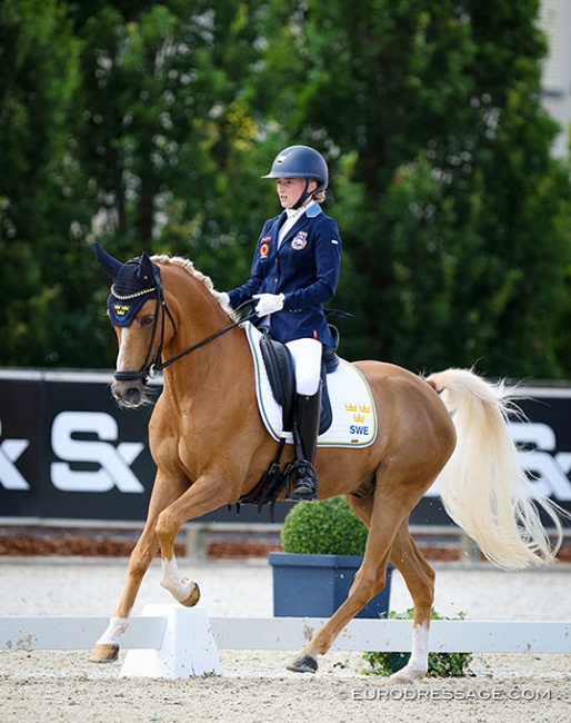 Falco at the 2024 European Pony Championships :: Photo © Astrid Appels