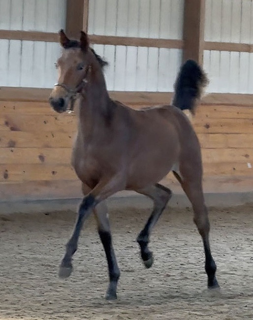 Colt by For Dance x Governor