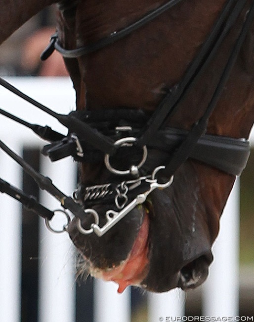 Dressage horse eliminated due to blood in mouth :: Photo © Astrid Appels