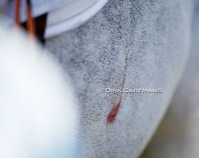The famous "insect bite" on a show jumper, here at the 2017 European Young Riders Jumping Championships in Samorin :: Photo © Dirk Caremans