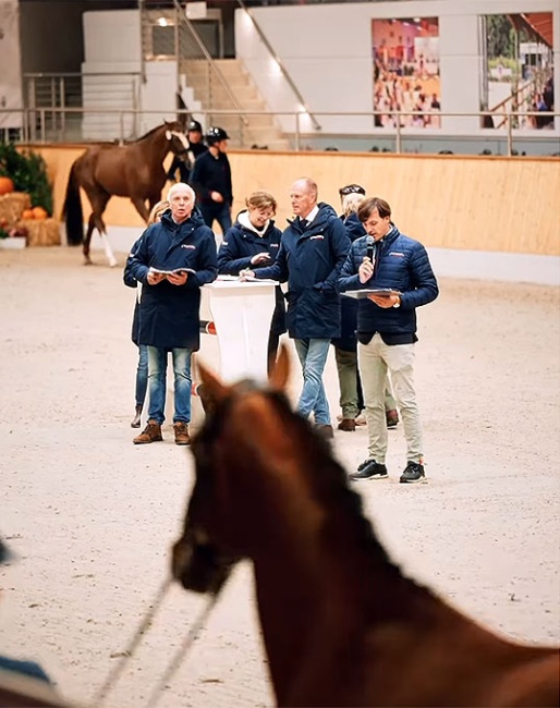 Pre-selection for the 2025 Oldenburg Stallion Licensing