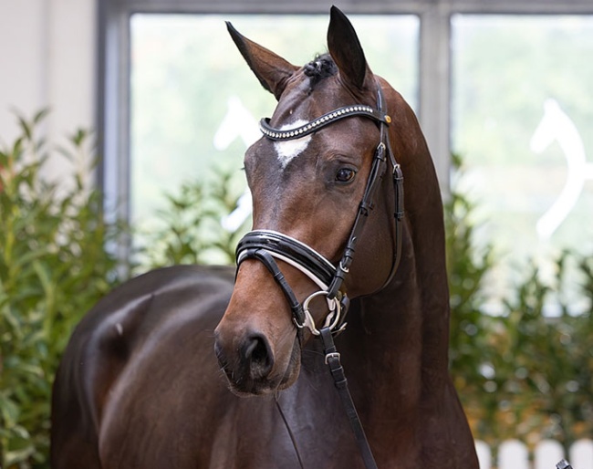 Colt by Escaneno - Lauries Crusador xx - Ferro - Breeder: Zuchthof Dree Boeken :: Photo © Hannoveraner Verband