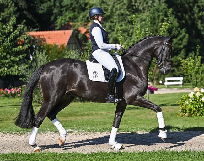 Donato (by Donier x Don Primero x Sandro Hit)