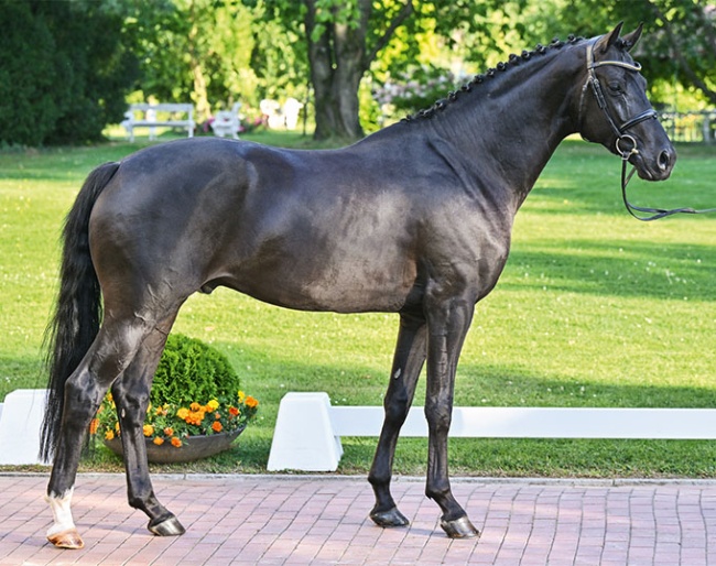 Rendezvous (by Bordeaux x Galaxie x Vivaldi)