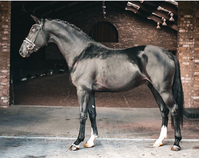 Sisrava (by Jameson RS2 x Negro x Monaco)