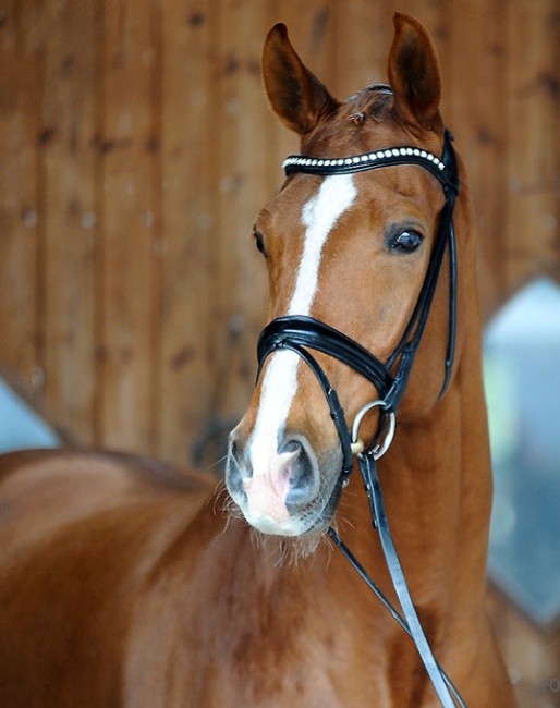 International Grand Prix horse Cricket BD (by Charmeur x Don Frederico)