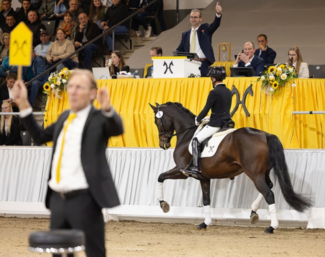 Vantastica (by Von Und Zu x Mighty Magic) :: Photo ©  Hannoveraner Verband