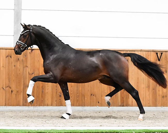 Tiiësto M (by My Blue Horse Santiano x High Five U.S. x Krack C)