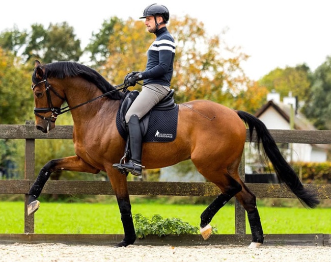 Roy van den Heuvel spots true talent in young horses