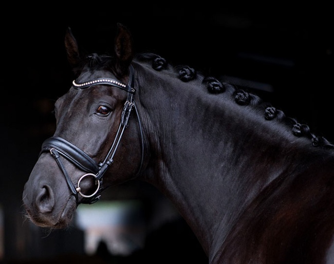 Hajduk - Small tour horse schooling Grand Prix