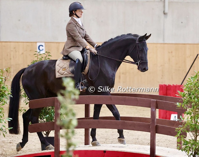 Fantastico branching out to Working Equitation, competing in the at the trail parcours at the Swiss Championships :: Photo © Silke Rottermann