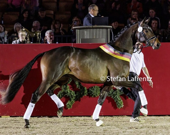 Eichenkönig (by Kentucky x Hofrat x Schwadroneur) :: Photos © Stefan Lafrentz