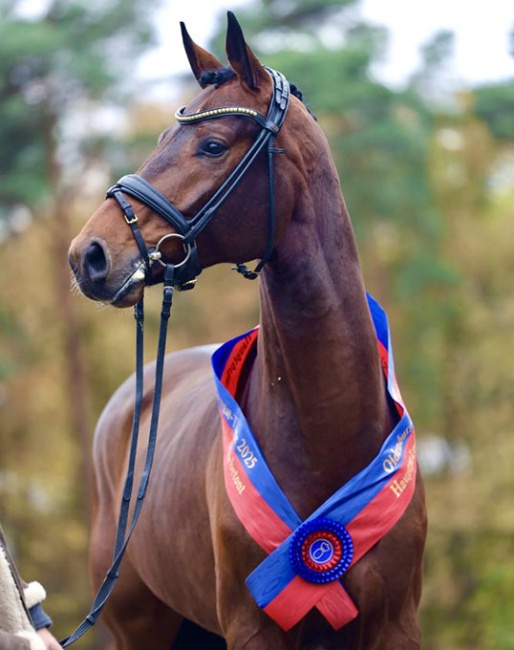 Verbier (by Von Und Zu x Dancier x St. Moritz), the 2025 Oldenburg Main Premium Winner :: Photo © OLD Art