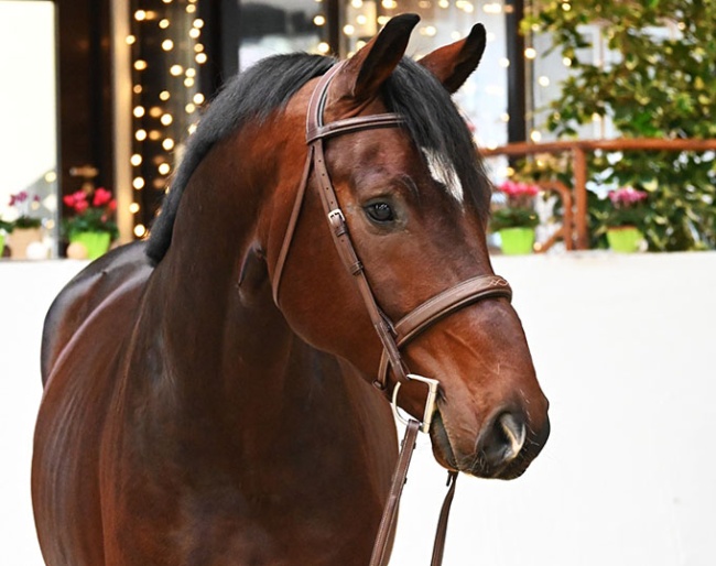 San Severinus (by Si Senor x Cassone)