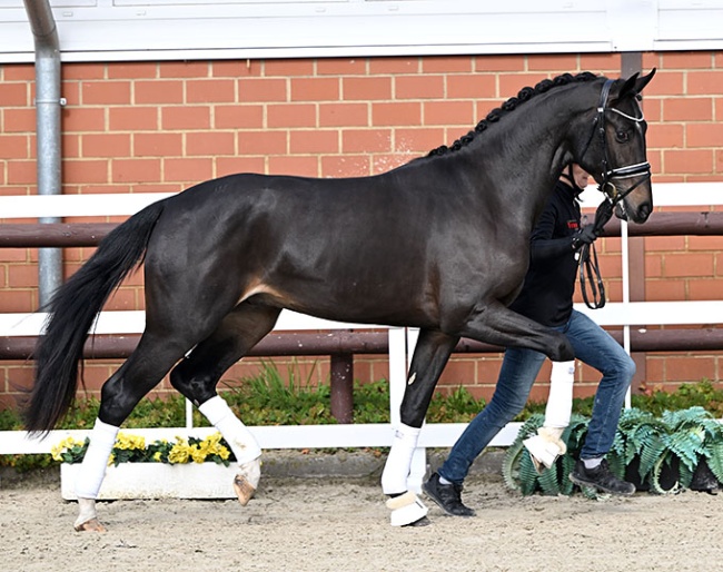 Eliseo PS, full brother to the premium stallion Expectation PS (by Escamillo x Furst Romancier)