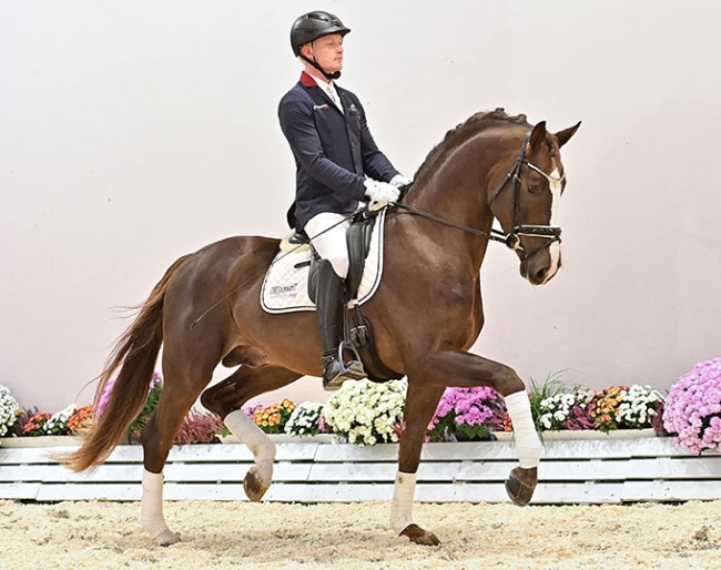 Catalog Nr. 5 Schufro de Iniesta (by Sezuan's Donnerhall x Don Gregory x Castro) :: Photo © OLD Art