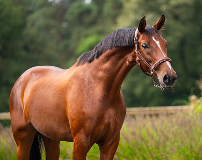 Bell (by Belissimo M x Rubinstein)