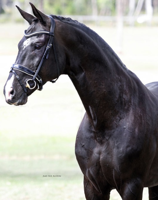 Stedinger at Springside Warmbloods in Australia :: Photo © Amy Sue Alston