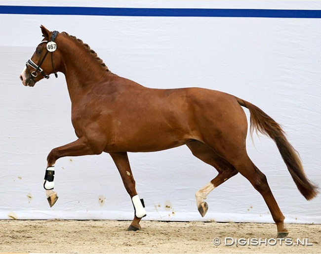 Titanium, who is by the now gelded New Orleans out of a Feel Good x Jazz dam, at the pre-selection for the 2026 KWPN Stallion Licensing :: Photo © Digishots